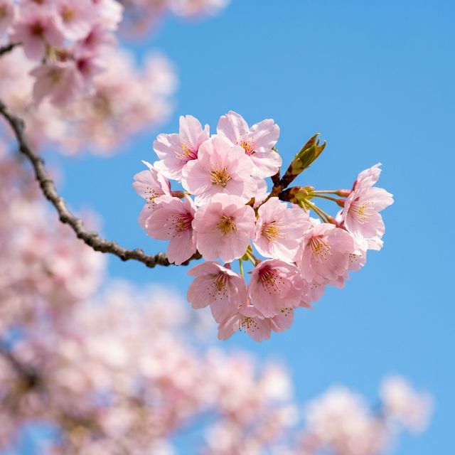송파구 벚꽃맞이 개막
